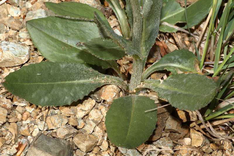 Senecio provincialis / Senecione provenzale